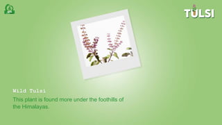 Wild Tulsi
This plant is found more under the foothills of
the Himalayas.
 