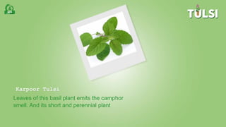 Karpoor Tulsi
Leaves of this basil plant emits the camphor
smell. And its short and perennial plant
 