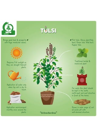 Tulsi  Plant