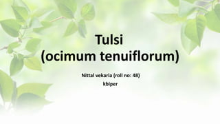 Tulsi
(ocimum tenuiflorum)
Nittal vekaria (roll no: 48)
kbiper
 
