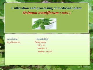 Cultivation and processing of medicinal plant
Ocimum tenuiflorum ( tulsi )
submitted to :- Submitted by:-
dr. jai kumar sir Pankaj kumar
roll – 58
semester- vi
session – 2017-18
 