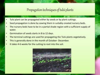Propagationtechniquesoftulsiplants
• Tulsi plant can be propagated either by seeds or by plant cuttings.
• Seed propagation is done by sowing them in suitably created nursery beds.
• The nursery beds have to be in a partial shade region with a sufficient supply of
water.
• Germination of seeds starts in 8 to 12 days.
• The terminal cuttings are used for propagating the Tulsi plants vegetatively.
• This is generally done in the month of October- December.
• It takes 4-6 weeks for the cutting to root into the soil.
 