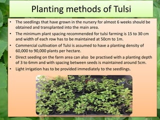Planting methods of Tulsi
• The seedlings that have grown in the nursery for almost 6 weeks should be
obtained and transplanted into the main area.
• The minimum plant spacing recommended for tulsi farming is 15 to 30 cm
and width of each row has to be maintained at 50cm to 1m.
• Commercial cultivation of Tulsi is assumed to have a planting density of
60,000 to 90,000 plants per hectare.
• Direct seeding on the farm area can also be practised with a planting depth
of 3 to 6mm and with spacing between seeds is maintained around 5cm.
• Light irrigation has to be provided immediately to the seedlings.
 
