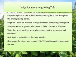 Irrigation needs for growing Tulsi
• Regular irrigation or rain is definitely required by the plants throughout
the entire growing period.
• Irrigation should be provided through sprinklers or drip irrigation system .
• A drip system of irrigation helps prevents foliar diseases in the plants.
• Water has to be provided to the plants based on the season and soil
condition.
• No irrigation is provided in the rainy months.
• On average the plants may require 12 to 15 irrigation cycles throughout
the year.
 