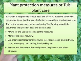 Plant protection measures or Tulsi
plant care
Tulsi plant is not prone to serious pests and diseases, but some commonly
occuring pests are beetles, slugs, leaf miners, caterpillars, grasshoppers, etc.
The control measures recommended during Tulsi farming to avoid the
occurrence and spread of pests and diseases are:-
 Always try and use natural pest control measures.
 Monitor the crops regularly .
 Use organic control options like mulch, insecticidal soaps, plant extracts,
traps, water spray , vacuuming , hand picking, etc.
 Remove and destroy the diseased parts of the plants as and when
observed.
 