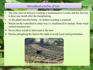 Intercultural activities of tulsi
• The time interval between weeding is maintained at 4 weeks and the first one
is done one month after the transplanting.
• As the plants become bushy , no further weeding is required.
• Weeds can be controlled in either way i.e. mechanical or manual. Some weed
control measures are:-
 Never allow weeds to form seed in the land
 Practice ploughing the land in the night to avoid weed seed germination.
 