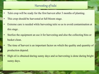 Harvesting of tulsi
• Tulsi crop will be ready for the first harvest after 3 months of planting.
• This crop should be harvested at full bloom stage.
• Extreme care is needed while harvesting tulsi so as to avoid contamination at
this stage .
• Sterlize the equipment an use it for harvesting and also the collecting bins or
basket clean.
• The time of harvest is an important factor on which the quality and quantity of
production depend.
• High oil is obtained during sunny days and so harvesting is done during bright
sunny days.
 