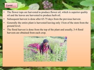 Contd…..
• The flower tops are harvested to produce flower oil, which is superior quality
oil and the leaves are harvested to produce herb oil.
• Subsequent harvest is done after 65-75 days from the previous harvest.
• Generally the entire plant is harvested leaving only 15cm of the stem from the
ground level.
• The floral harvest is done from the top of the plant and usually, 3-4 floral
harvests are obtained from each crop.
 