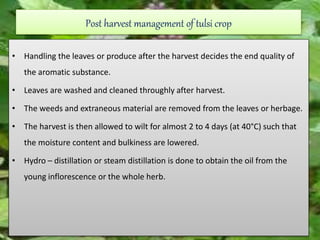 Post harvest management of tulsi crop
• Handling the leaves or produce after the harvest decides the end quality of
the aromatic substance.
• Leaves are washed and cleaned throughly after harvest.
• The weeds and extraneous material are removed from the leaves or herbage.
• The harvest is then allowed to wilt for almost 2 to 4 days (at 40°C) such that
the moisture content and bulkiness are lowered.
• Hydro – distillation or steam distillation is done to obtain the oil from the
young inflorescence or the whole herb.
 