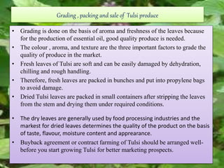 Grading , packing and sale of Tulsi produce
• Grading is done on the basis of aroma and freshness of the leaves because
for the production of essential oil, good quality produce is needed.
• The colour , aroma, and texture are the three important factors to grade the
quality of produce in the market.
• Fresh leaves of Tulsi are soft and can be easily damaged by dehydration,
chilling and rough handling.
• Therefore, fresh leaves are packed in bunches and put into propylene bags
to avoid damage.
• Dried Tulsi leaves are packed in small containers after stripping the leaves
from the stem and drying them under required conditions.
• The dry leaves are generally used by food processing industries and the
markest for dried leaves determines the quality of the product on the basis
of taste, flavour, moisture content and apprearance.
• Buyback agreement or contract farming of Tulsi should be arranged well-
before you start growing Tulsi for better marketing prospects.
 