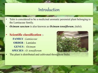 Introduction
• Tulsi is considered to be a medicinal aromatic perennial plant belonging to
the Lamiaceae family.
• Ocimum sanctum is also knowns as Ocimum tenuiflorum, (tulsi).
• Scientific classification :-
FAMILY : Lamiaceae
ORDER : Lamiales
GENUS : Ocimum
SPECIES : O. tenuiflorum
• The plant is distributed and cultivated throughout India.
 