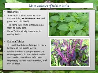 Main varieties of tulsi in india
• Rama tulsi :-
• Rama tulsi is also known as Sri or
Lakshmi Tulsi, Ocimum sanctum, and
green leaf tulsi (Basil).
• The Rama tulsi emits a strong aroma
from its every part.
• Rama Tulsi is widely famous for its
cooling taste.
• Krishna Tulsi :-
• It is said that Krishna Tulsi got its name
because of the purple leaves.
• it is hard to find in comparison to the
other types of tulsi. Purple leaf tulsi is
also used to treat throat infections,
respiratory system, nasal infection, and
skin diseases.
 