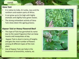 contd.
Vana Tulsi
• It is native to India, Sri Lanka, Java and the
northern and eastern parts of Africa.
• It can grow up to 2m high with highly
aromatic and slightly hairy green leaves.
• The strong antioxidant activity of Vana
Tulsi slows down the ageing process.
Kapoor Tulsi or Heavy Flowered Basil
• This type of Tulsi has garnished its name
due to the sweet fragrance that can keep
insects and mosquitoes at bay.
• Kapoor Tulsi is short in terms of heights
and gets the most number of flowers
among all different types of the tulsi
plant.
• Use of Kapoor Tulsi can help in the
treatment of bronchitis, malaria, etc
 