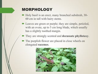 Medicinal Importance of Tulsi. Dr.V.Vijaya, Assistant Professor of ...