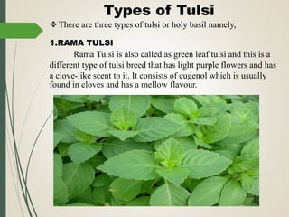 Medicinal Importance of Tulsi. Dr.V.Vijaya, Assistant Professor of ...