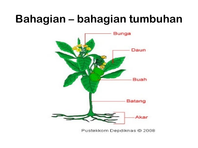 Tumb 1