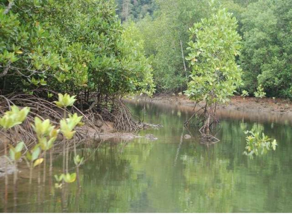 Tumbuh tumbuhan semula jadi dan hidupan liar