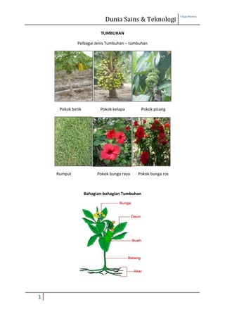 Dunia Sains & Teknologi
                                                               Cikgu Maslea




                          TUMBUHAN

              Pelbagai Jenis Tumbuhan – tumbuhan




     Pokok betik          Pokok kelapa          Pokok pisang




    Rumput               Pokok bunga raya   Pokok bunga ros



                   Bahagian-bahagian Tumbuhan




1
 