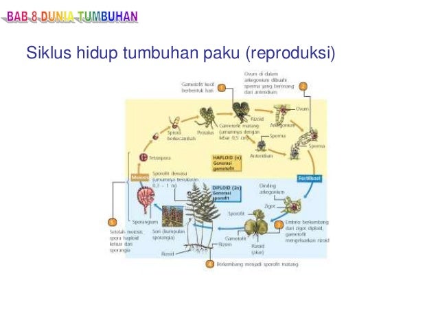 Tumbuhan Tumbuhan