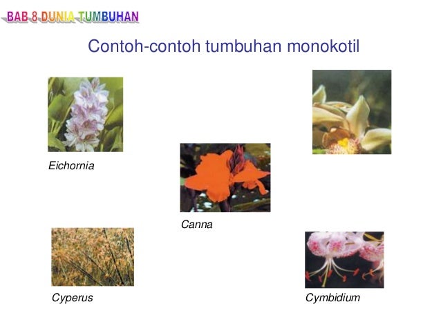 Tumbuhan