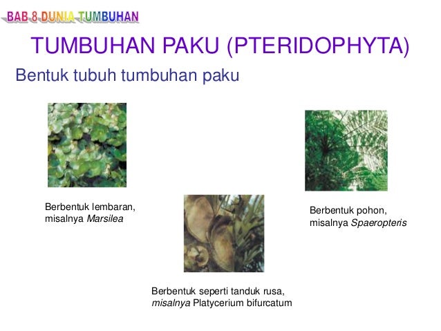 Tumbuhan Tumbuhan