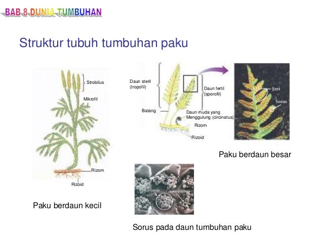 Tumbuhan Tumbuhan