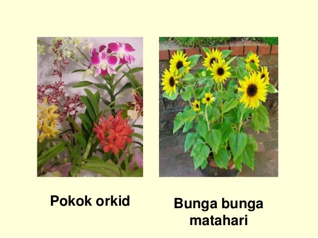 Jenis Jenis Tumbuhan