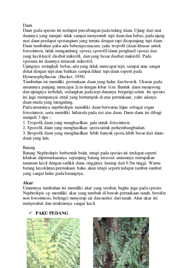 Tumbuhan Paku Dan Lumut
