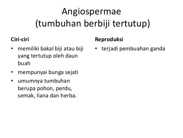 Tumbuhan Berbiji Spermatophyta