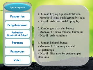 4. Jumlah keping biji atau kotiledon
- Monokotil : satu buah keping biji saja
- Dikotil : Ada dua buah keping biji
5. Kandungan akar dan batang
- Monokotil : Tidak terdapat kambium
- Dikotil : Ada kambium
6. Jumlah kelopak bunga
- Monokotil : Umumnya adalah
kelipatan tiga
- Dikotil : Biasanya kelipatan empat
atau lima
Spermatophyta
Pengertian
Pengelompokan
Perbedaan
Monokotil & Dikotil
Peranan
Pengayaan
Video
 