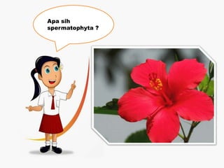 Apa sih
spermatophyta ?
 