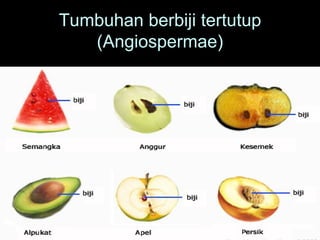 Tumbuhan berbiji tertutup
   (Angiospermae)
 