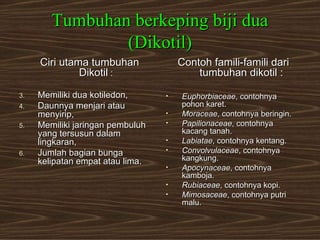 Tumbuhan berkeping biji dua
                (Dikotil)
     Ciri utama tumbuhan              Contoh famili-famili dari
              Dikotil :                   tumbuhan dikotil :

3.   Memiliki dua kotiledon,      •   Euphorbiaceae, contohnya
4.   Daunnya menjari atau             pohon karet.
     menyirip,                    •   Moraceae, contohnya beringin.
5.   Memiliki jaringan pembuluh   •   Papilionaceae, contohnya
     yang tersusun dalam              kacang tanah.
     lingkaran,                   •   Labiatae, contohnya kentang.
6.   Jumlah bagian bunga          •   Convolvulaceae, contohnya
     kelipatan empat atau lima.       kangkung.
                                  •   Apocynaceae, contohnya
                                      kamboja.
                                  •   Rubiaceae, contohnya kopi.
                                  •   Mimosaceae, contohnya putri
                                      malu.
 