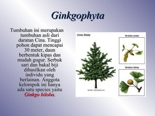 Ginkgophyta
Tumbuhan ini merupakan
    tumbuhan asli dari
   daratan Cina. Tinggi
  pohon dapat mencapai
      30 meter, daun
   berbentuk kipas dan
  mudah gugur. Serbuk
     sari dan bakal biji
      dihasilkan oleh
       individu yang
    berlainan. Anggota
   kelompok ini hanya
  ada satu species yaitu
      Ginkgo biloba.
 