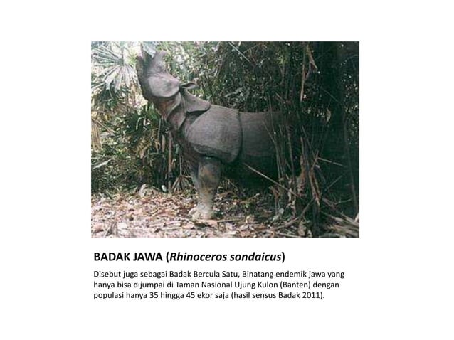 Tumbuhan dan binatang langka yang hampir punah | PPTX