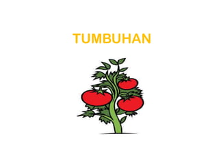 TUMBUHAN
 