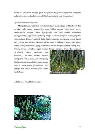 Gametofit uniseksual terdapat pada Selaginella. Selaginella merupakan tumbuhan
paku heterospora sedangkan gametofit biseksual terdapat pada Lycopodium.


Lycopodium nummularifolium
     Merupakan jenis tumbuhan paku perrenial dan hidup sebagai epifit di bawah dan
melekat pada batang pohon-pohon pada habitat aslinya, yaitu hutan tropis.
Dibandingkan     dengan    kerabat     Lycopodium   lain   yang   tumbuh   merumpun
(menggerombol), spesies ini cenderung bertipikal tumbuh menjalar, memanjang atau
menggantung. Batang berbentuk bulat, kecil, keras dan memanjang seperti kawat
(wiry stem). Dua cabang dikotomi (dichotomous branches) terbentuk pada ujung
batang/cabang sebelumnya yang selanjutnya tumbuh menjadi cabang-cabang baru.
Cabang-cabang kemudian dapat tumbuh hingga mencapai tanah dan menjalar
membentuk       sistem     perakaran      baru
(rhizoma).    Rhizoma     berakar      adventif
merupakan bentuk modifikasi batang yang
berfungsi selain sebagai alat trasport air dan
nutrient untuk proses photosintesis, juga
sebagai alat perekat tanaman pada tempat
tumbuhnya.




3. Paku Ekor Kuda (Sphenopsida)




Pteridophyta                                                                     11
 