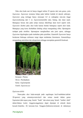Paku ekor kuda saat ini hanya tinggal sekitar 25 spesies dari satu genus, yaitu
Equisetum. Equisetum terutama hidup pada habitat lembab di daerah subtropis.
Equisetum yang tertinggi hanya mencapai 4,5 m sedangkan rata-rata tinggi
Equisetumkurang dari 1 m. Equisetummemiliki akar, batang, dan daun sejati.
Batangnya beruas dan pada setiap ruasnya dikelilingi daun kecil seperti sisik.
Equisetum disebut paku ekor kuda karena bentuk batangnya seperti ekor kuda.
Batangnya yang keras disebabkan dinding selnya mengandung silika. Sporangium
terdapat pada strobilus. Sporangium menghasilkan satu jenis spora, sehingga
Equisetum digolongkan pada tumbuhan paku peralihan. Gametofit Equisetum hanya
berukuran beberapa milimeter tetapi dapat melakukan fotosintesis. Gametofitnya
mengandung anteridium dan arkegonium sehingga merupakan gametofit biseksual.




    Kerajaan : Plantae
    Divisi : Pteridophyta
    Kelas : Equisetopsida
    Famili : Equisetaceae


Equisetum debile
       Nama paku ekor kuda merujuk pada segolongan kecil tumbuhan (sekitar
20 spesies)   yang   umumnya terna kecil    dan   semua    masuk    dalam    genus
Equisetum (dari equus yang berarti "kuda" dan setum yang berarti "rambut tebal"
dalam bahasa Latin). Anggota-anggotanya dapat dijumpai di seluruh dunia
kecuali Antartika. Di kawasan Asia Tenggara (Indonesia termasuk di dalamnya)


Pteridophyta                                                                     12
 