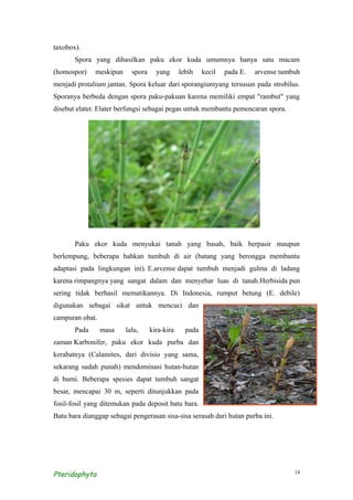 taxobox).
       Spora yang dihasilkan paku ekor kuda umumnya hanya satu macam
(homospor)    meskipun     spora     yang      lebih    kecil   pada E.   arvense tumbuh
menjadi protalium jantan. Spora keluar dari sporangiumyang tersusun pada strobilus.
Sporanya berbeda dengan spora paku-pakuan karena memiliki empat "rambut" yang
disebut elater. Elater berfungsi sebagai pegas untuk membantu pemencaran spora.




       Paku ekor kuda menyukai tanah yang basah, baik berpasir maupun
berlempung, beberapa bahkan tumbuh di air (batang yang berongga membantu
adaptasi pada lingkungan ini). E.arvense dapat tumbuh menjadi gulma di ladang
karena rimpangnya yang sangat dalam dan menyebar luas di tanah.Herbisida pun
sering tidak berhasil mematikannya. Di Indonesia, rumput betung (E. debile)
digunakan sebagai sikat untuk mencuci dan
campuran obat.
       Pada      masa    lalu,     kira-kira     pada
zaman Karbonifer, paku ekor kuda purba dan
kerabatnya (Calamites, dari divisio yang sama,
sekarang sudah punah) mendominasi hutan-hutan
di bumi. Beberapa spesies dapat tumbuh sangat
besar, mencapai 30 m, seperti ditunjukkan pada
fosil-fosil yang ditemukan pada deposit batu bara.
Batu bara dianggap sebagai pengerasan sisa-sisa serasah dari hutan purba ini.




Pteridophyta                                                                          14
 