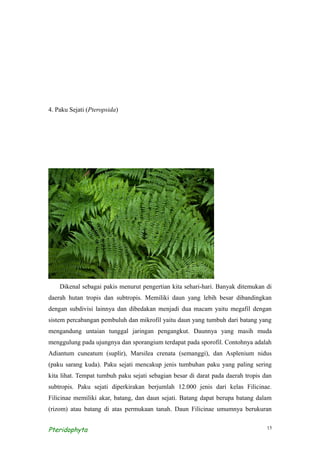 4. Paku Sejati (Pteropsida)




    Dikenal sebagai pakis menurut pengertian kita sehari-hari. Banyak ditemukan di
daerah hutan tropis dan subtropis. Memiliki daun yang lebih besar dibandingkan
dengan subdivisi lainnya dan dibedakan menjadi dua macam yaitu megafil dengan
sistem percabangan pembuluh dan mikrofil yaitu daun yang tumbuh dari batang yang
mengandung untaian tunggal jaringan pengangkut. Daunnya yang masih muda
menggulung pada ujungnya dan sporangium terdapat pada sporofil. Contohnya adalah
Adiantum cuneatum (suplir), Marsilea crenata (semanggi), dan Asplenium nidus
(paku sarang kuda). Paku sejati mencakup jenis tumbuhan paku yang paling sering
kita lihat. Tempat tumbuh paku sejati sebagian besar di darat pada daerah tropis dan
subtropis. Paku sejati diperkirakan berjumlah 12.000 jenis dari kelas Filicinae.
Filicinae memiliki akar, batang, dan daun sejati. Batang dapat berupa batang dalam
(rizom) atau batang di atas permukaan tanah. Daun Filicinae umumnya berukuran


Pteridophyta                                                                      15
 