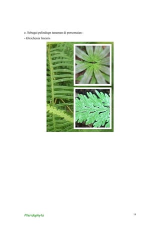 e. Sebagai pelindugn tanaman di persemaian :
- Gleichenia linearis




Pteridophyta                                   18
 