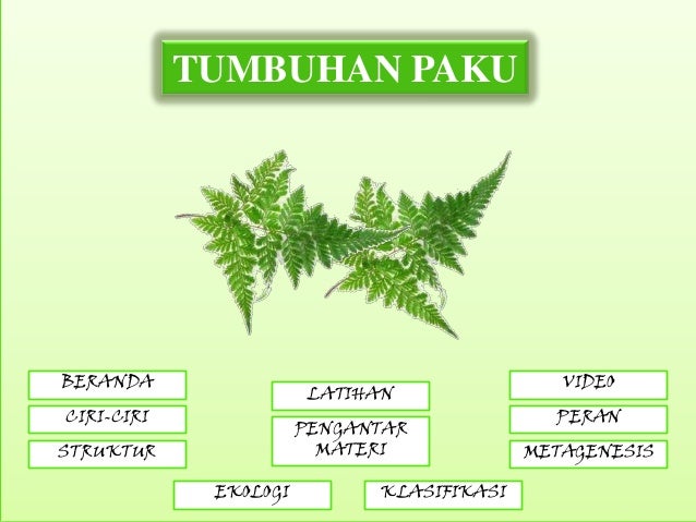  Tumbuhan paku 