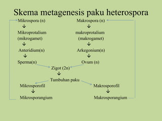 Skema metagenesis paku heterospora
Mikrospora (n)

Mikroprotalium
(mikrogamet)

Anteridium(n)

Sperma(n)

Makrospora (n)

makroprotalium
(makrogamet)

Arkegonium(n)

Ovum (n)
Zigot (2n)

Tumbuhan paku

Mikrosporofil

Mikrosporangium

Makrosporofil

Makrosporangium

 
