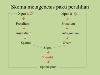 Skema metagenesis paku peralihan
Spora 

Spora


Protalium

Anteridium

Sperma




Protalium

Arkegonium

Ovum
Zigot

Sporofil

Sporangium

 
