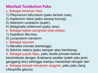 Manfaat Tumbuhan Paku
a. Sebagai tanaman hias:
1) Platycerium bifurcatum (paku tanduk rusa),
2) Asplenium nidus (paku sarang burung),
3) Adiantum cuneatum (suplir),
4) Selaginella wildenowii (paku rane).
b. Sebagai bahan penghasil obat-obatan:
1) Asipidium filix-mas,
2) Lycopodium clavatum.
c. Sebagai sayuran:
1) Marsilea crenata (semanggi),
2) Salvinia natans (paku sampan atau kiambang).
d. Sebagai pupuk hijau, yaitu Azolla pinnata karena
bersimbiosis dengan Anabaena azollae (salah satu jenis
ganggang biru) sehingga mampu menambat nitrogen dari
e. Sebagai tempat menanam anggrek, yaitu paku tiang
(Alsophilla glauca)

 