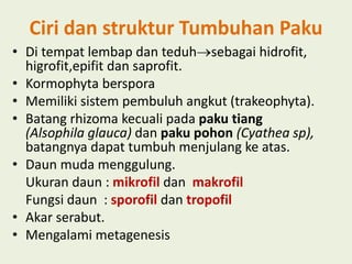 Ciri dan struktur Tumbuhan Paku
• Di tempat lembap dan teduhsebagai hidrofit,
higrofit,epifit dan saprofit.
• Kormophyta berspora
• Memiliki sistem pembuluh angkut (trakeophyta).
• Batang rhizoma kecuali pada paku tiang
(Alsophila glauca) dan paku pohon (Cyathea sp),
batangnya dapat tumbuh menjulang ke atas.
• Daun muda menggulung.
Ukuran daun : mikrofil dan makrofil
Fungsi daun : sporofil dan tropofil
• Akar serabut.
• Mengalami metagenesis

 