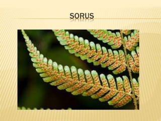SORUS

 