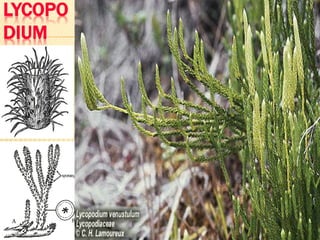 LYCOPO
DIUM

 