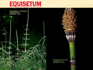 EQUISETUM

 