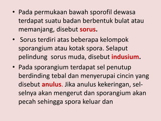 • Pada permukaan bawah sporofil dewasa
terdapat suatu badan berbentuk bulat atau
memanjang, disebut sorus.
• Sorus terdiri atas beberapa kelompok
sporangium atau kotak spora. Selaput
pelindung sorus muda, disebut indusium.
• Pada sporangium terdapat sel penutup
berdinding tebal dan menyerupai cincin yang
disebut anulus. Jika anulus kekeringan, selselnya akan mengerut dan sporangium akan
pecah sehingga spora keluar dan

 